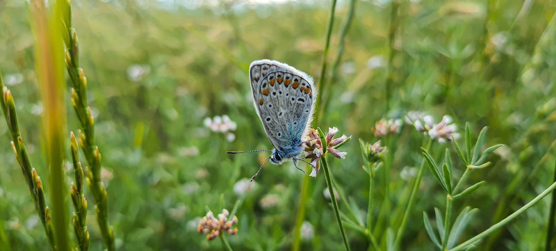 Plebejus argus- heideblauwtje - blauwe kleine vlinders - vlindertuin planten soorten